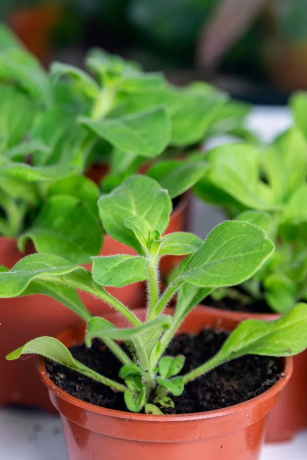 Petunia seedlings in starter pots
