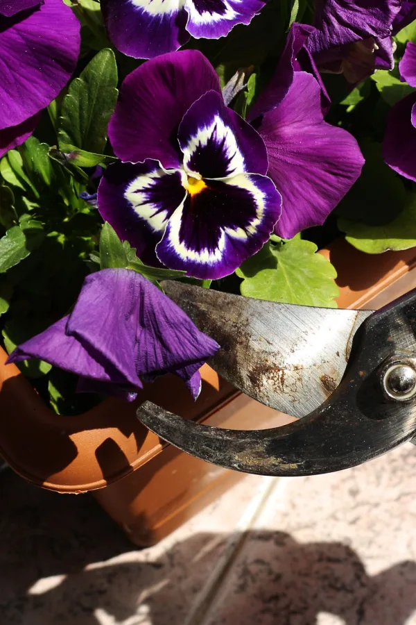 pruners snipping off a faded purple bloom