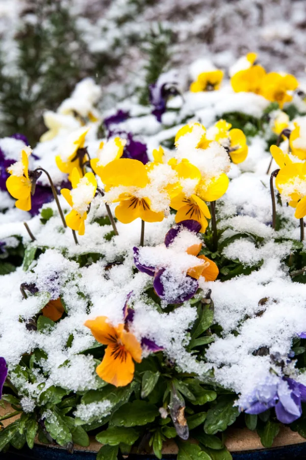 Purple and yellow pansies covered in snow. 