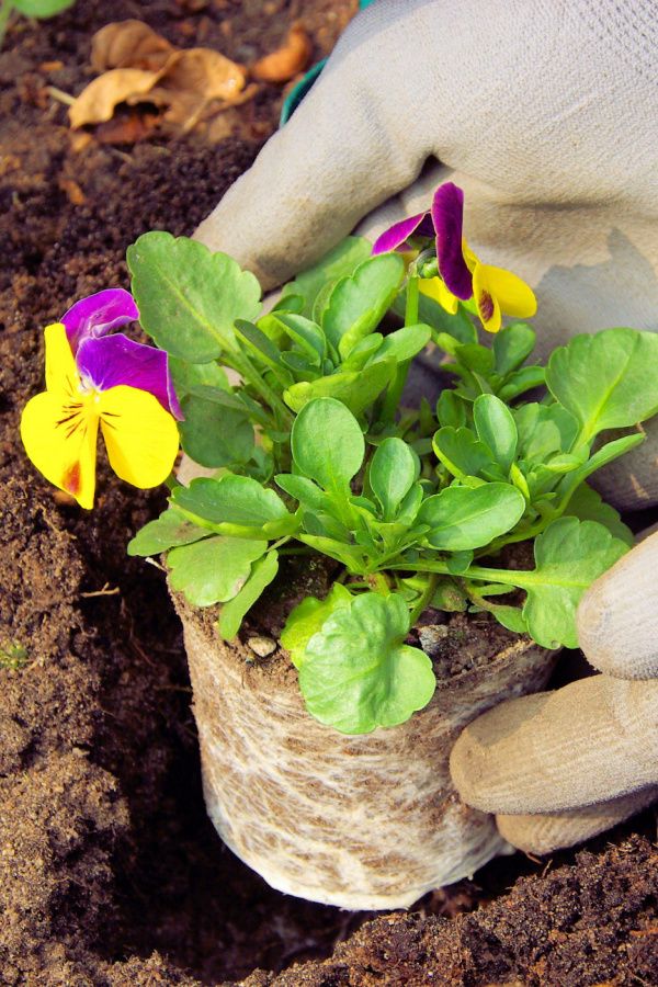 Two gloved hands planting a pansy transplant. 