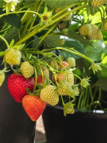 grow strawberries in pots