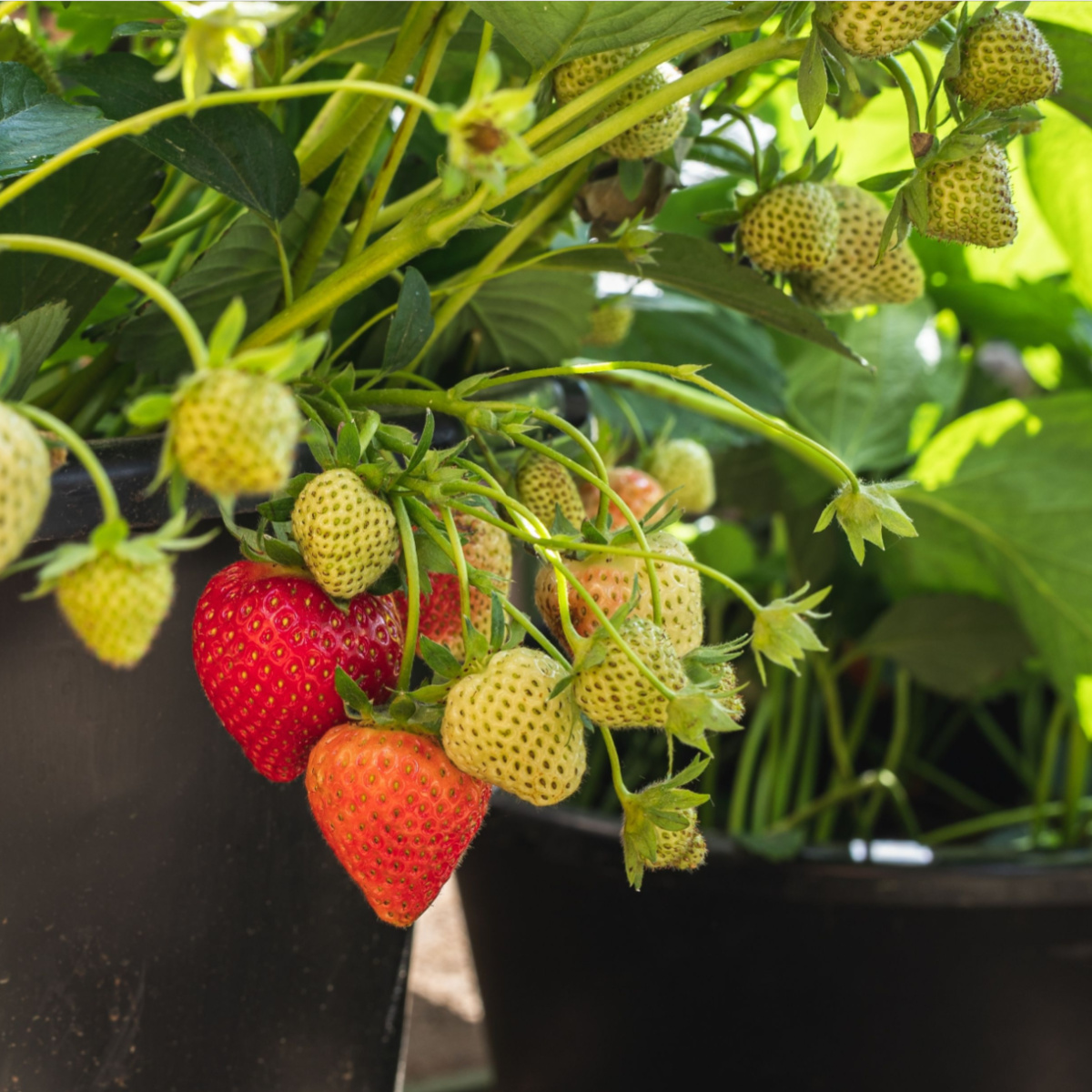 The Easiest Way To Grow Strawberries In Pots & Containers!
