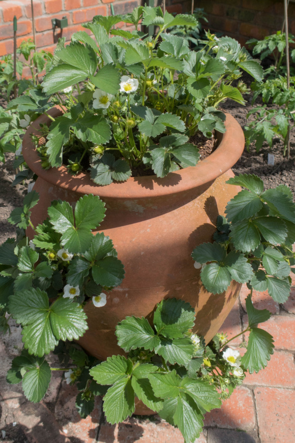 A terracotta strawberry planter with several plants growing from it.