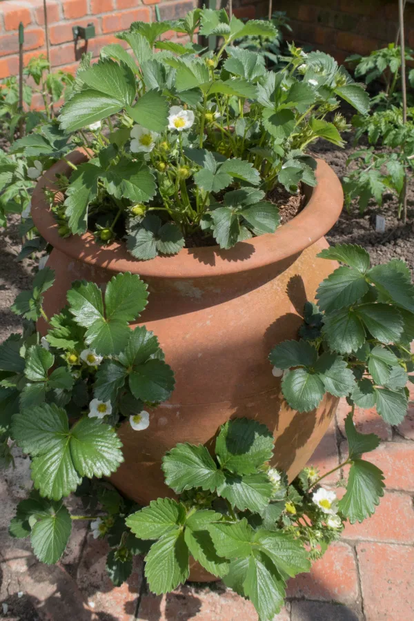 A terracotta strawberry planter with several plants growing from it.