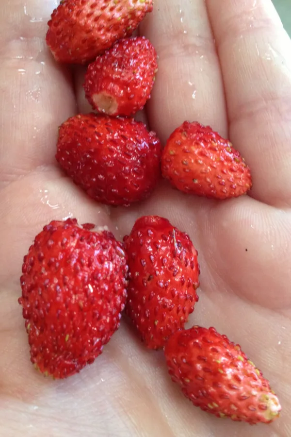 Alpine strawberries