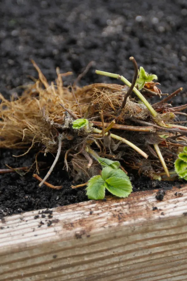 Strawberry bare root crowns