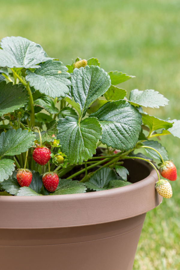 A pot or container filled with producing and growing strawberry plants.