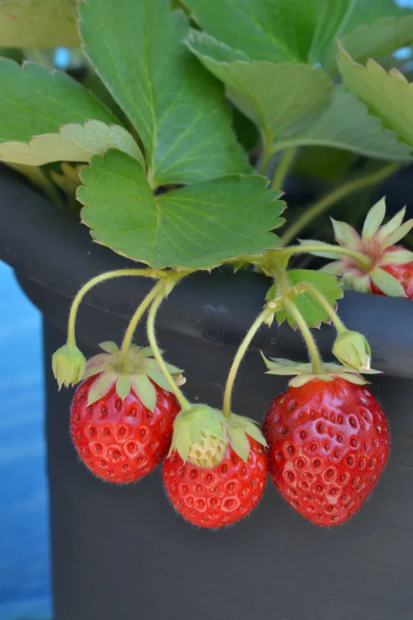 A few red strawberries growing over the edge of a pot
