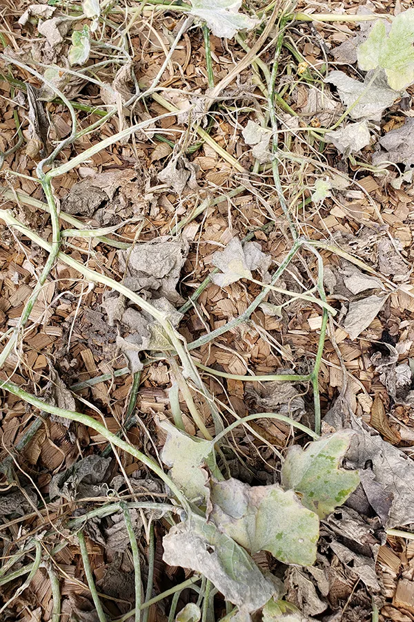 Dead squash and pumpkin foliage due to powdery mildew