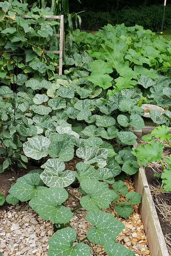 A garden overrun with plants that need thinned out. 