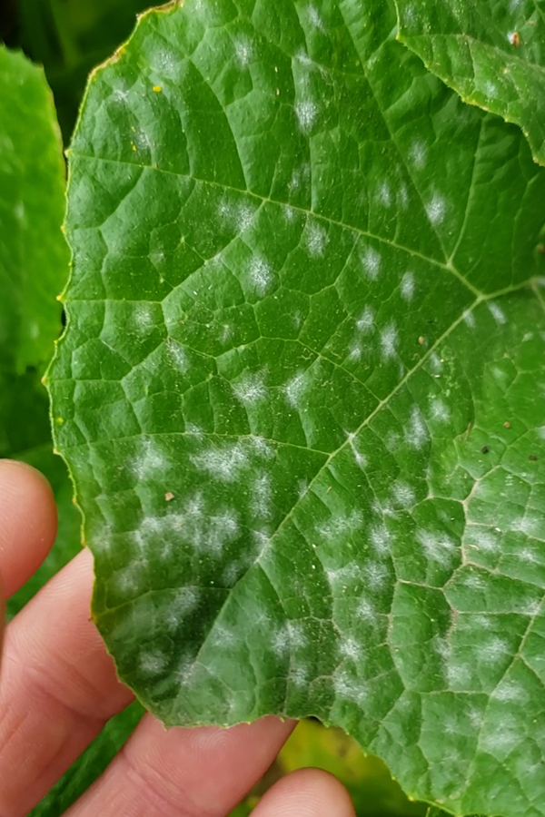 A closeup of powdery mildew starting on a pumpkin leaf