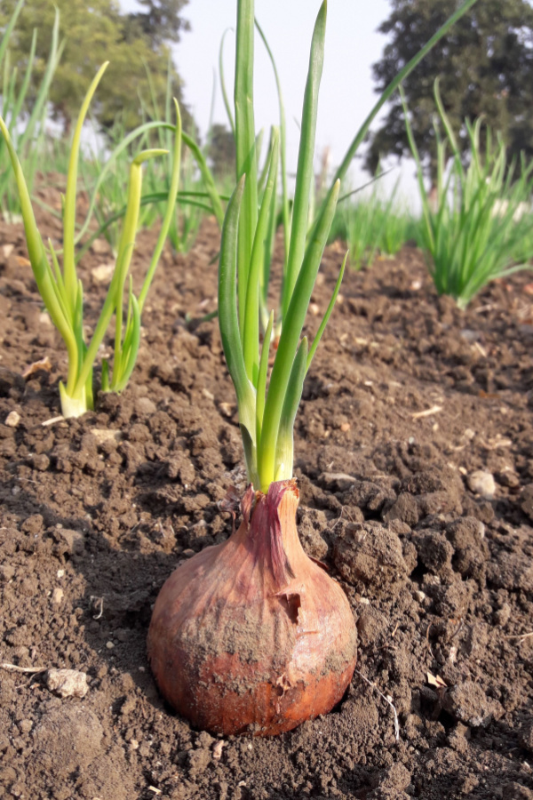A red onion growing in the soil