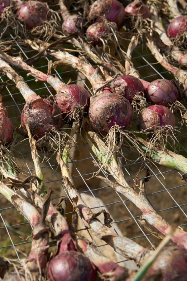 A bunch of red onions curing on a metal rack.