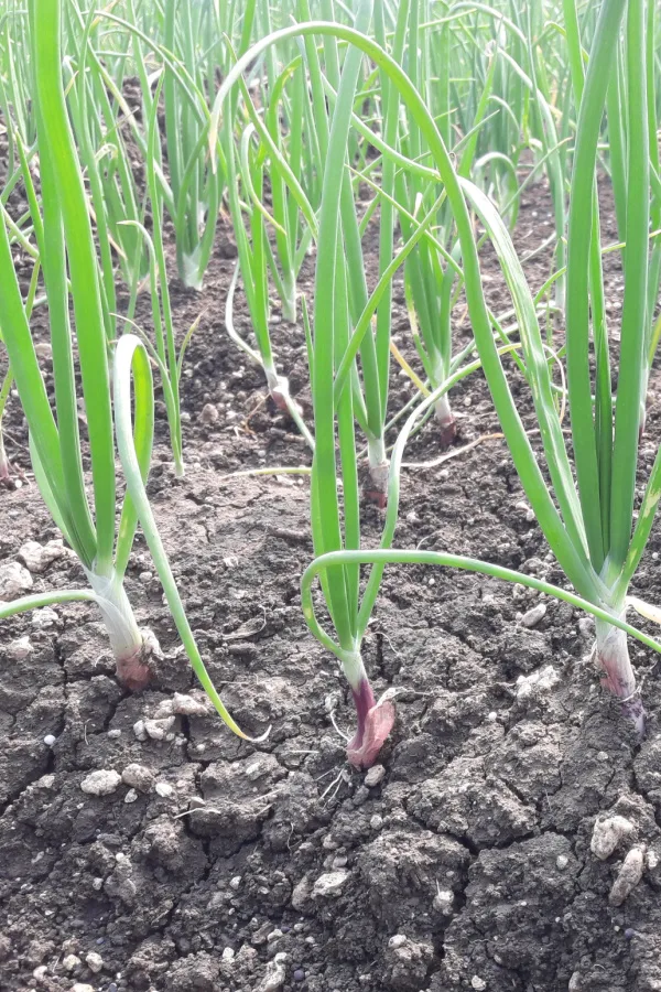 Red onion seedlings growing.