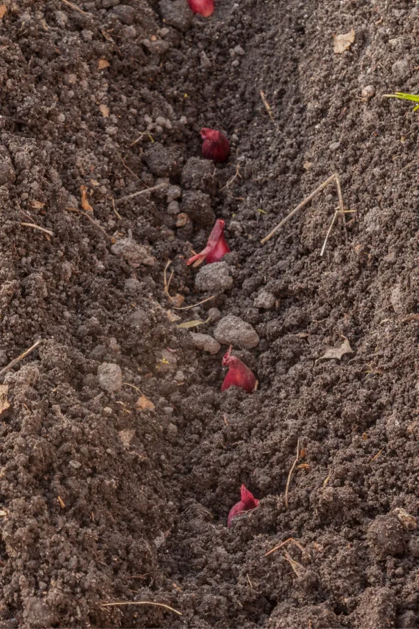 A trench of red onion sets