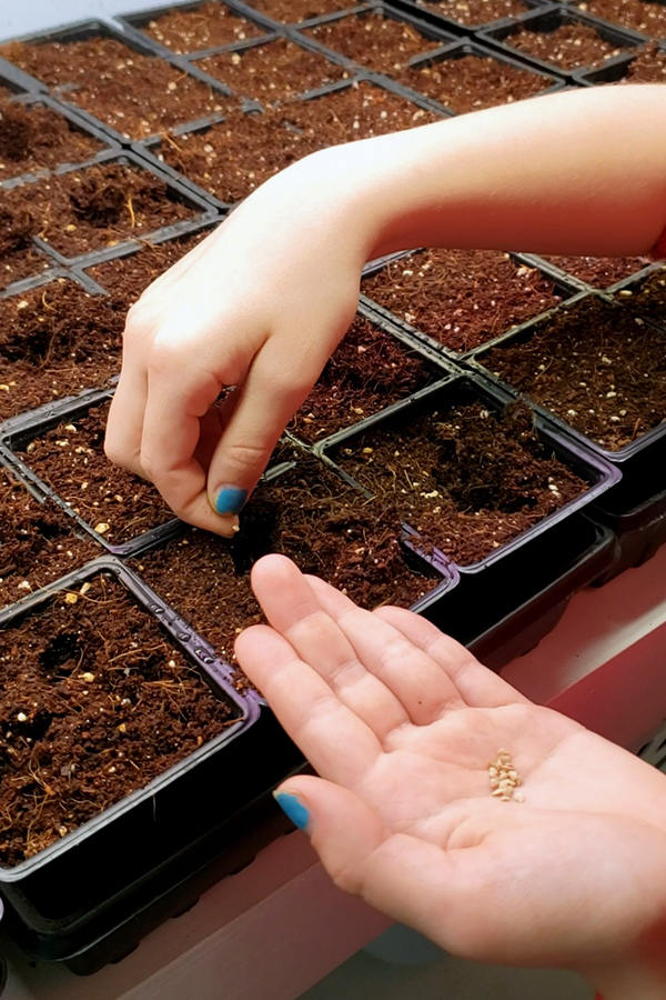 Two hands planting tomato seeds