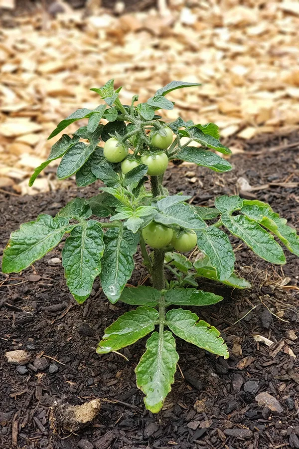 A tomato plant growing tiny cherry tomatoes