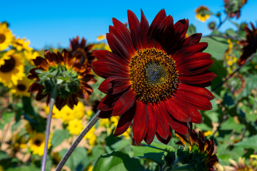 Three Unique Sunflowers To Grow That Are Sure To Turn Heads!