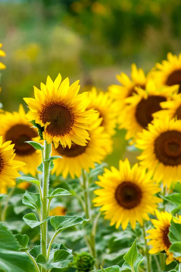 Traditional yellow sunflowers growing in a field
