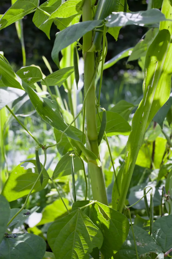 Pole beans growing up a corn stalk - two of the 3 sister companion crops