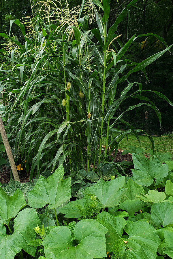 Squash plants used as ground cover in front of corn plants.