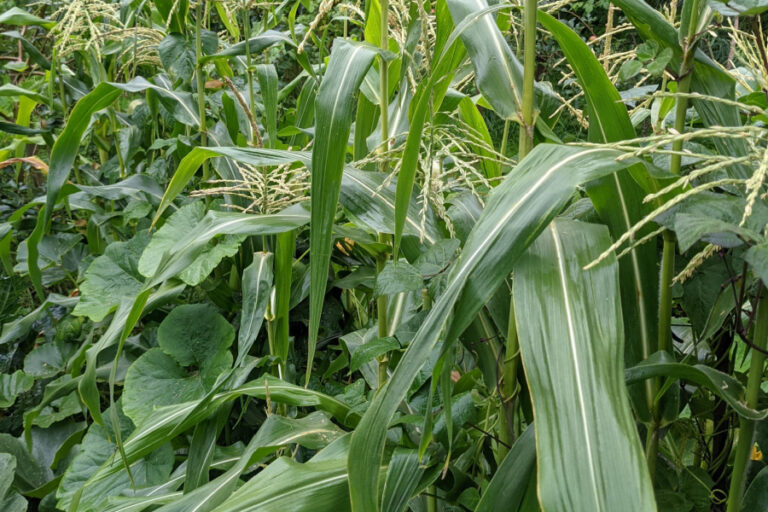 3 Sisters Companion Planting - The Ultimate Garden Planting Combination!