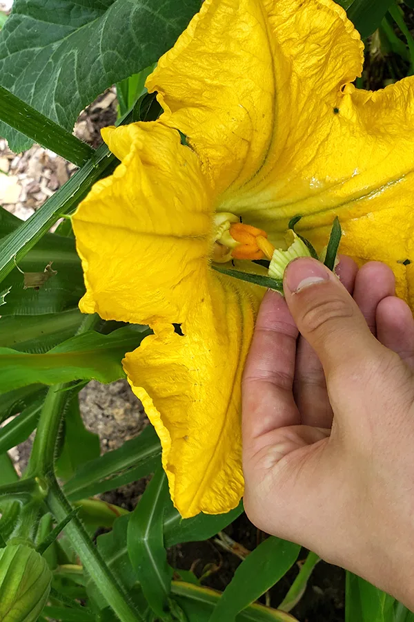 hand pollinating a squash bloom