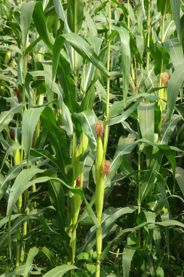 Sweet corn growing and tasseling 