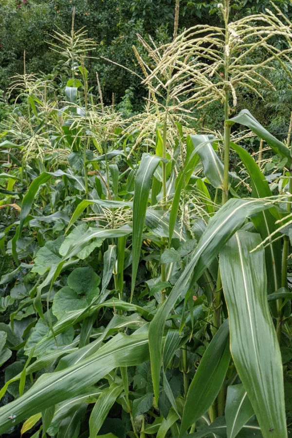 The Best Time To Plant Corn In Your Garden For A Plentiful Harvest