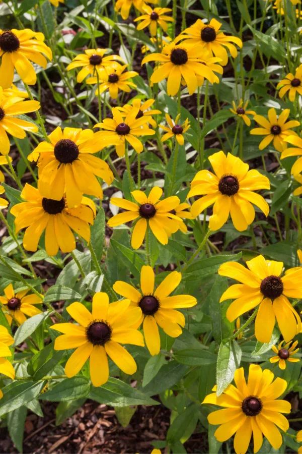 Black eyed susan growing