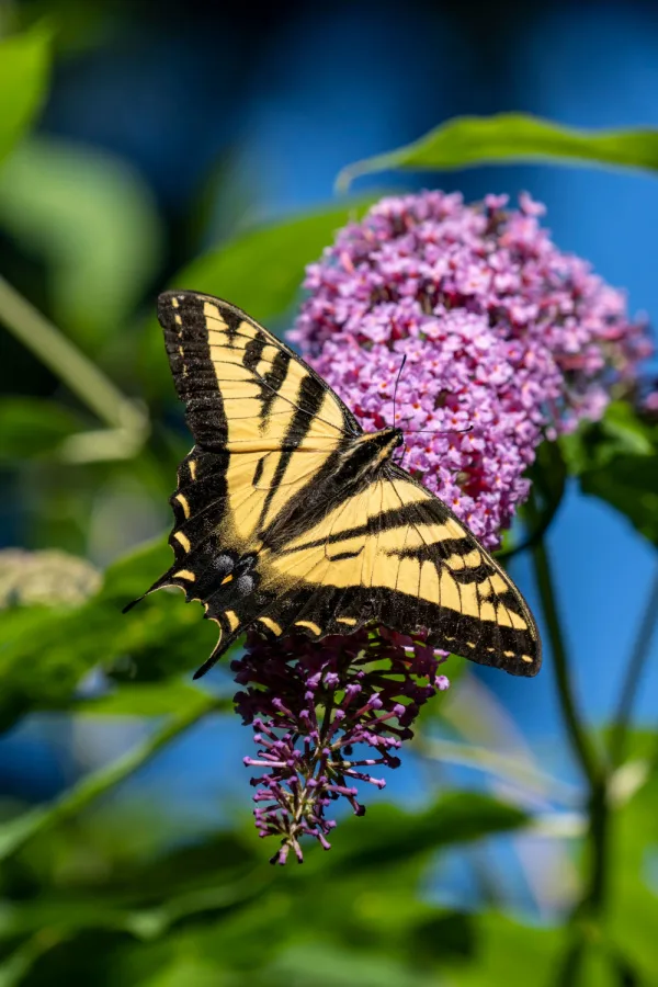 A Western Tiger Swallowtail butterfly on a butterfly bush