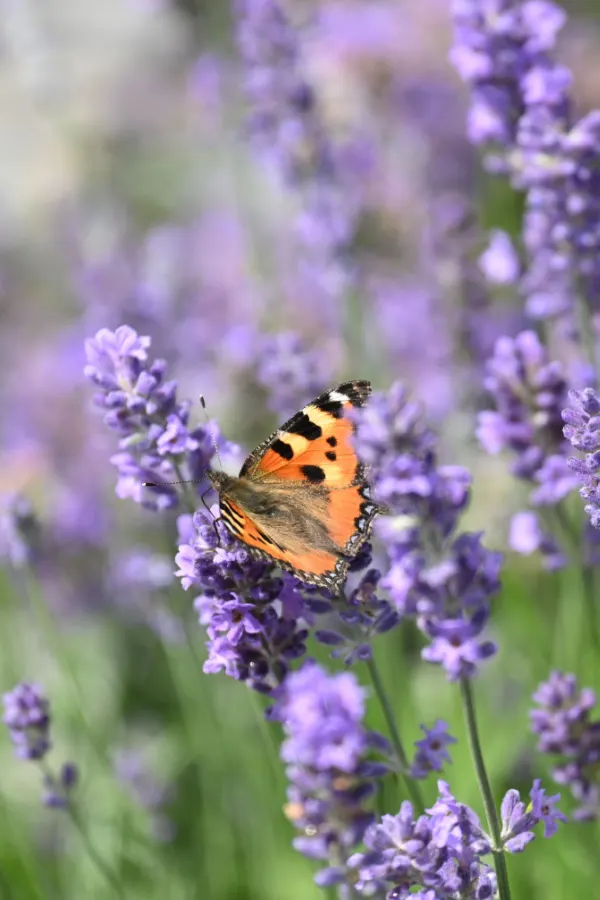 A small orange butterfly on some lavender blooms