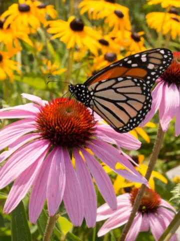A monarch butterfly on a pink coneflower with black eyed susan in the background