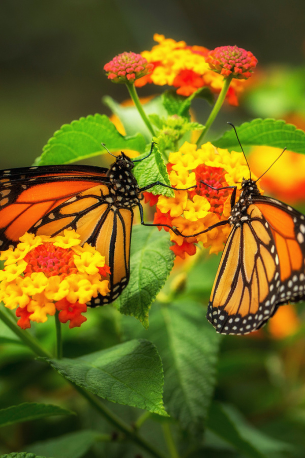 These orange and yellow lantana flowers helped to attract monarch butterflies