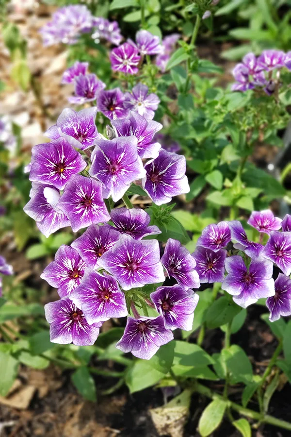 Purple phlox blooming is great for attracting butterflies