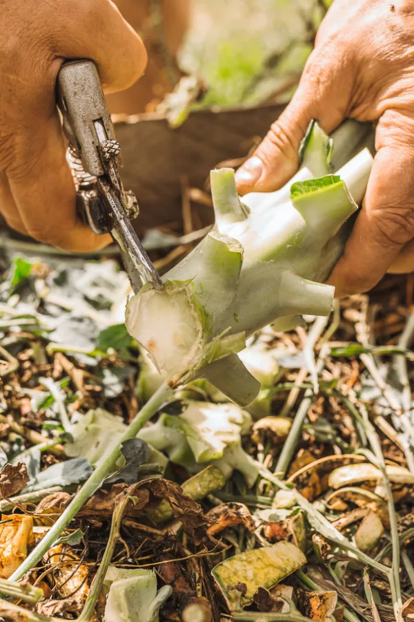 Two hands cutting up a broccoli stalk before going into a compost pile