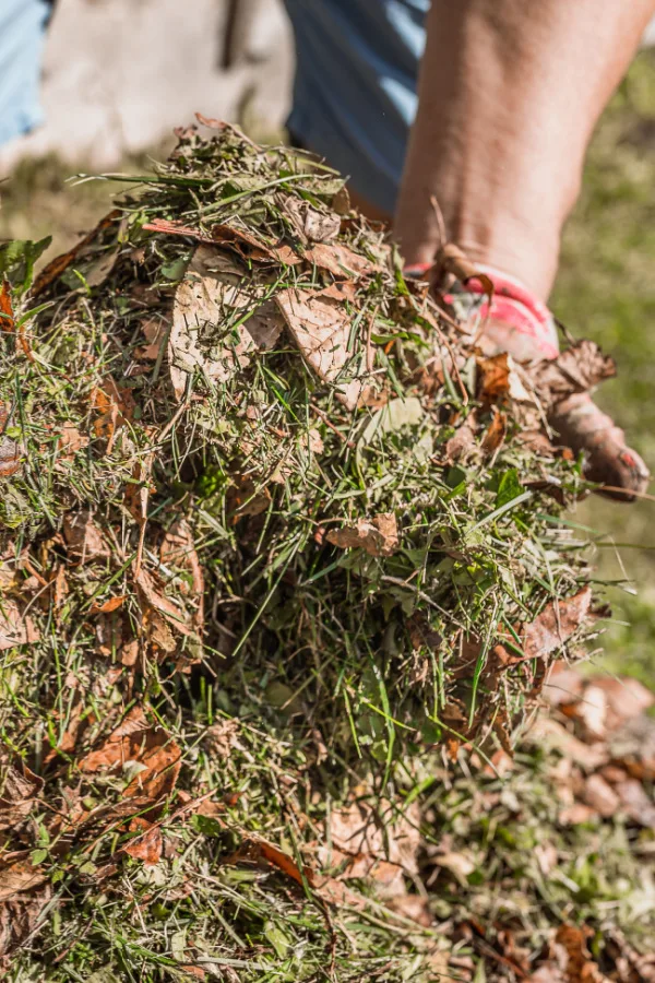 Grass clippings and dried leaves mixed together being held up by two hands. 