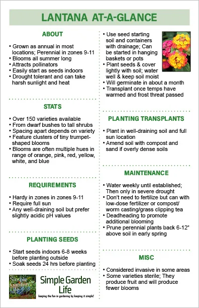 Lantana at-a-glance growing guide