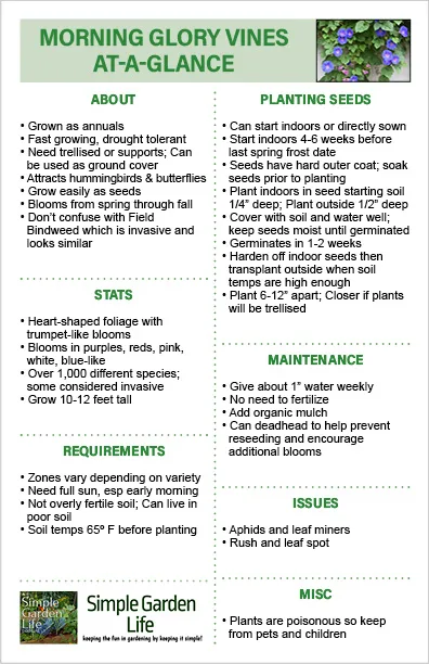 Morning glory at-a-glance growing guide