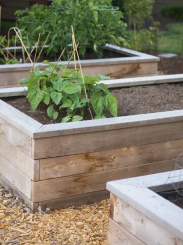 Three Raised Beds Growing Vegetables