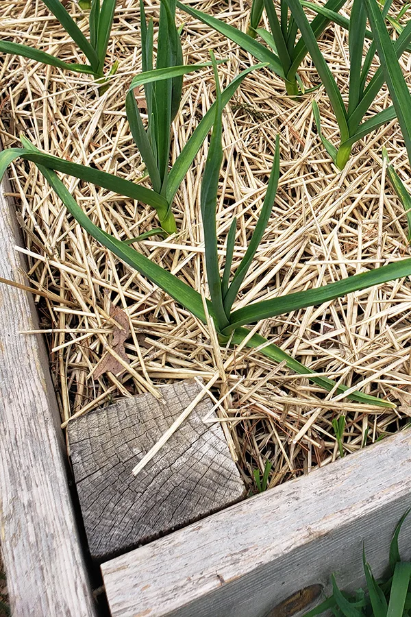 The end of a wooden raised bed that has pulled apart from the support post