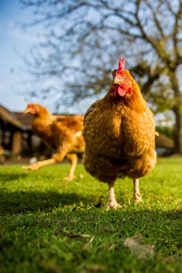 free range chickens and insects