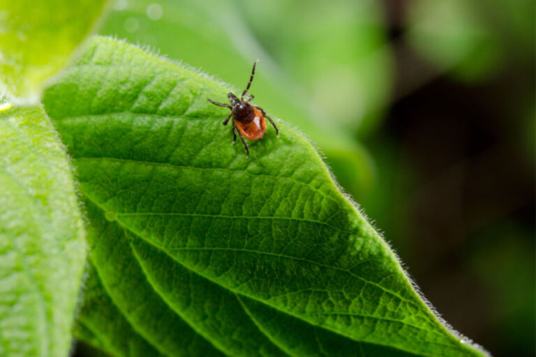 How To Control And Repel Ticks Safely In Your Backyard Safe!