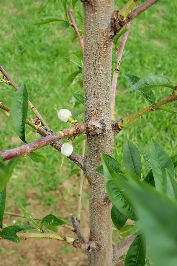 Baby peach buds on a new tree