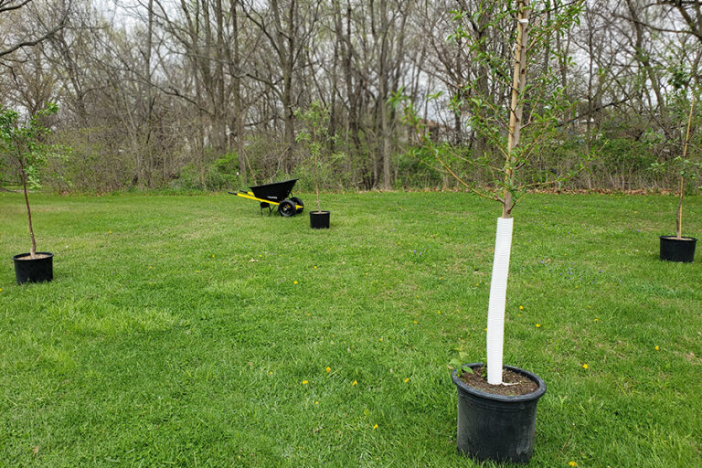 The Secrets To Planting Fruit Trees In The Spring!