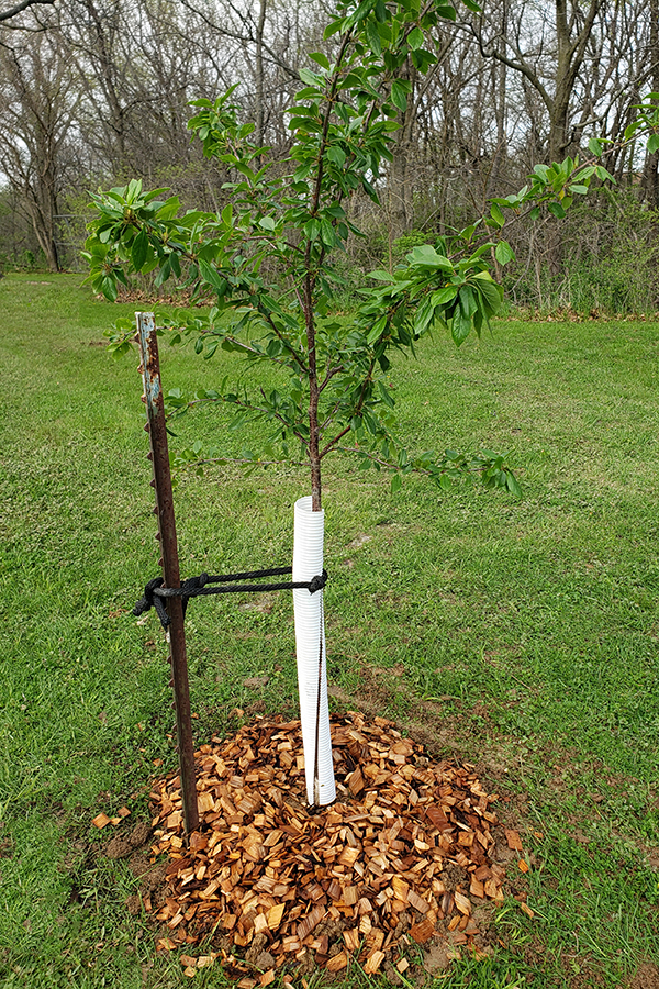 A newly planted fruit tree