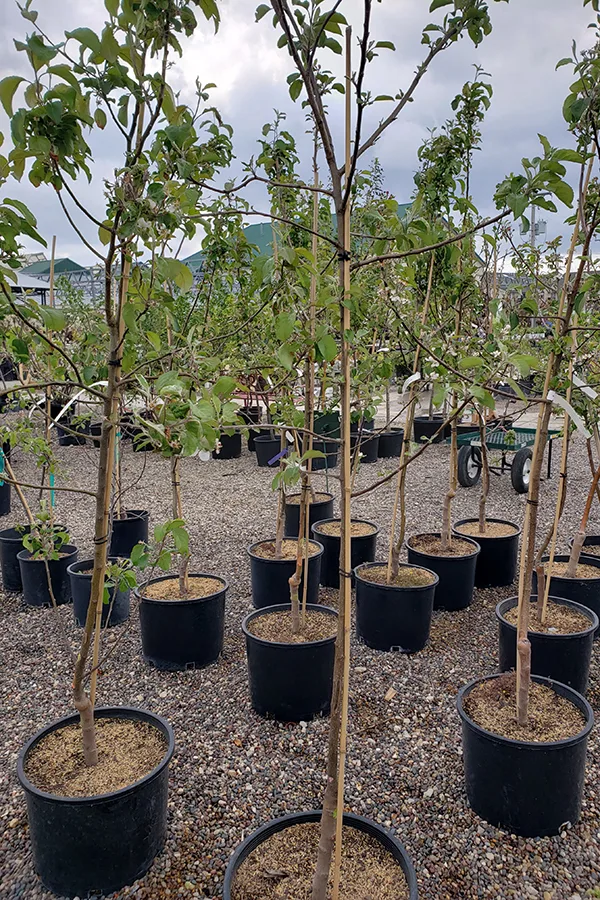 A nursery of fruit trees