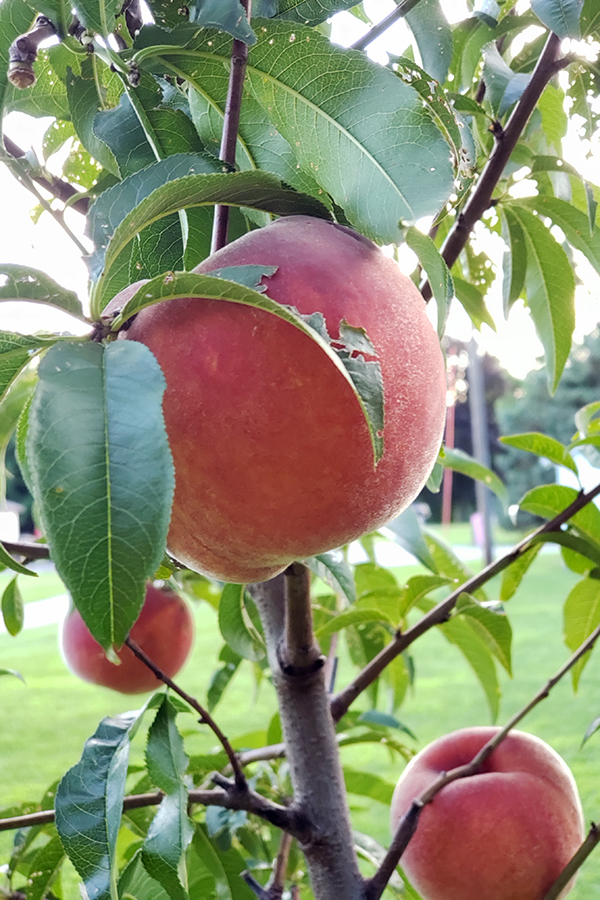 new peaches on a tree.