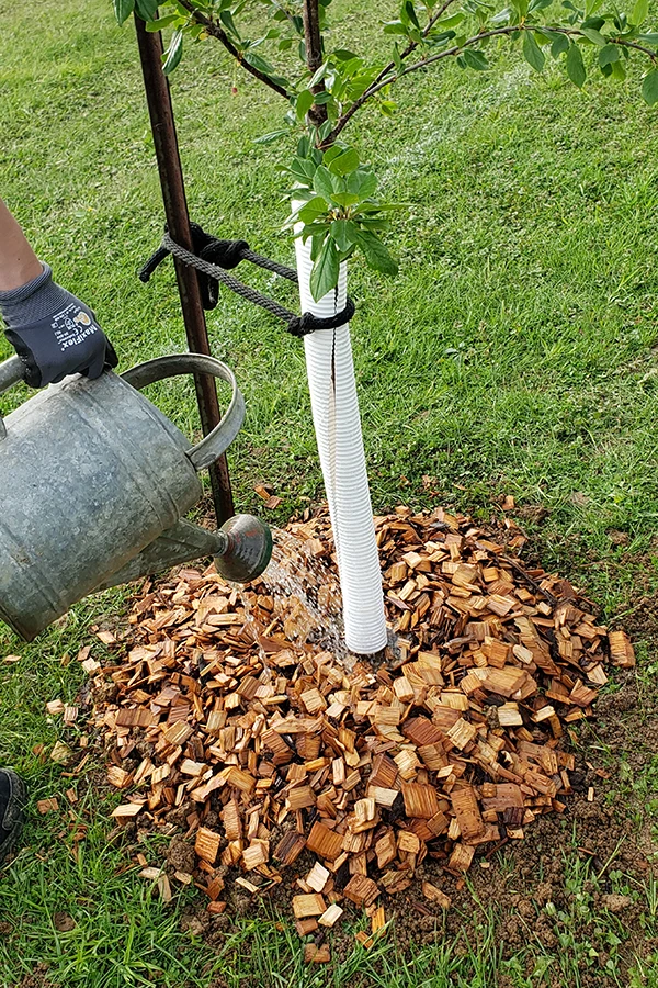 A donut of wood chips around a newly planted tree