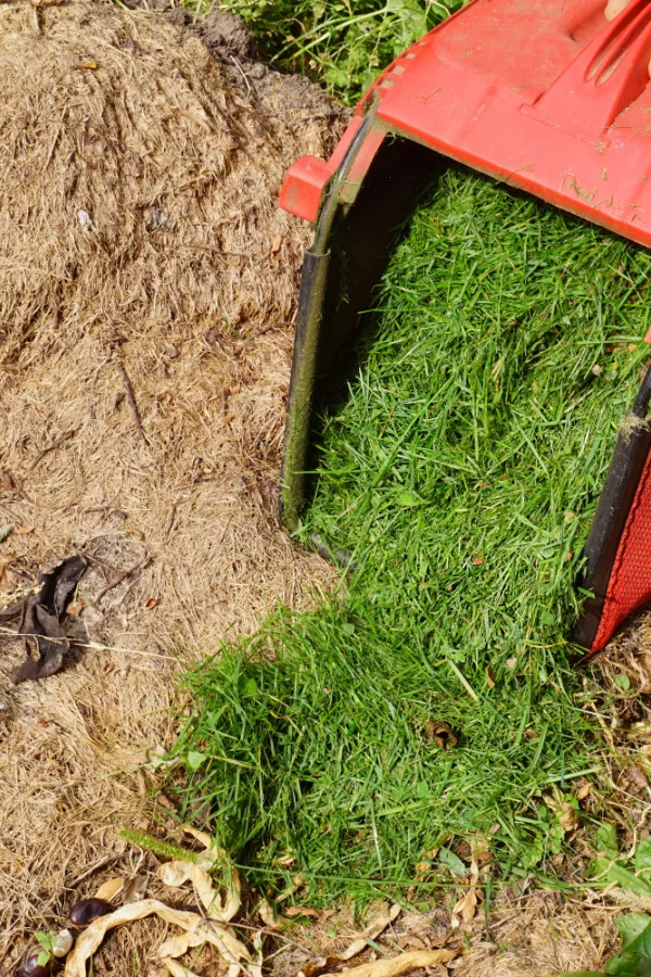 green grass clippings added to a compost pile 